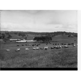 Sheep Station at Bungaree