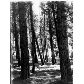 Pine Forest Cave Range at Naracoorte