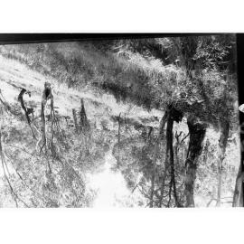 Bush scene - location unknown