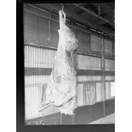 Slaughterhouse running beef in cooling chamber