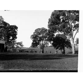Herd of Cows in Paddock at Mount Barker