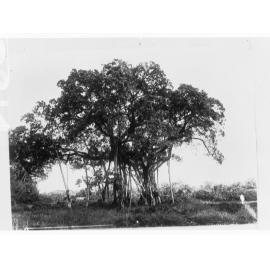 Northern Territory - Banyan Tree