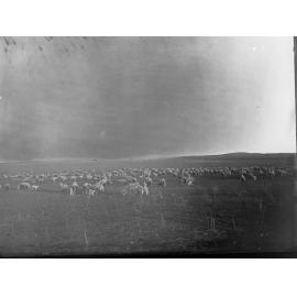 Sheep Station at Blinman, South Australia 