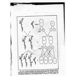 Diagram - a typical Mendelian cross between tall and dwarf peas