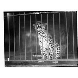 Leopard at Adelaide Zoo