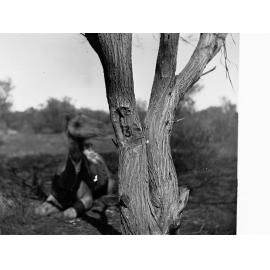 Mulga Tree Marked by Forrest in 1874 Elder Expedition
