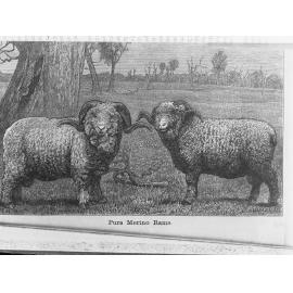 Sketch of two Pure Merino Rams