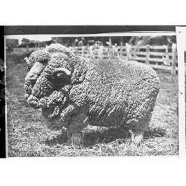 Picture of a Ram