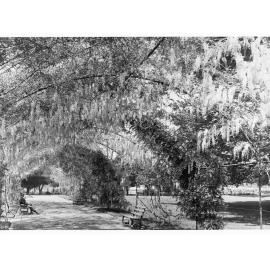 Botanic Gardens walkway covered by Wisteria