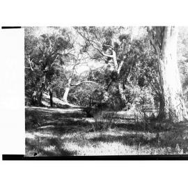 National Park at Belair