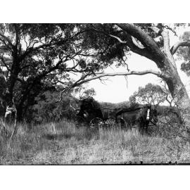 Rural view showing man and woman in horse and cart