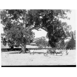 Cattle at Collingrove