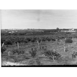 Vineyard at Waikerie