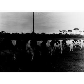 Dairy cows lined up in paddock (Fulham)