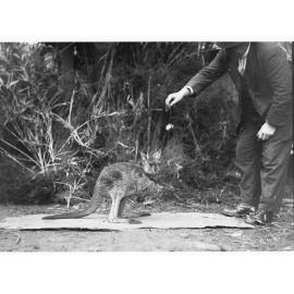Man feeding a wallaby