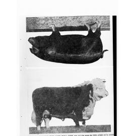 Picture of a Pig and Bull - two photographs on one negative