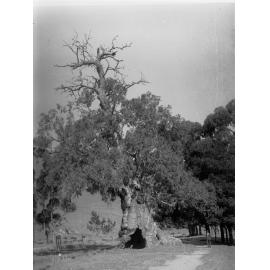 Gum tree, Brown Hill Creek, near Mitcham