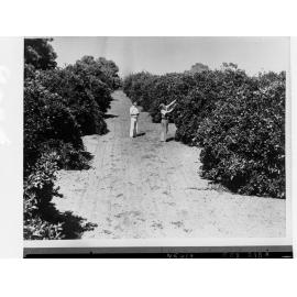 Orange Orchards Showing Men Picking Oranges