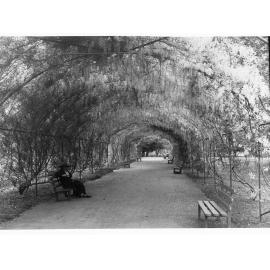 Botanic Gardens walkway covered by Wisteria
