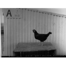 Hen at Parafield Poultry Farm