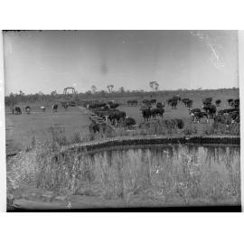 Cattle at Todmorden Station Oodnadatta