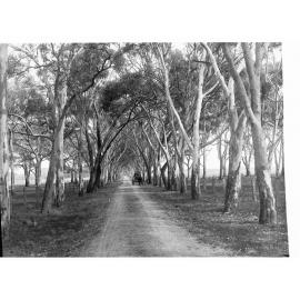 Pathway Showing Trees and Man in Horse and Cart