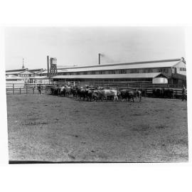 Cattle yarded - Government produce export