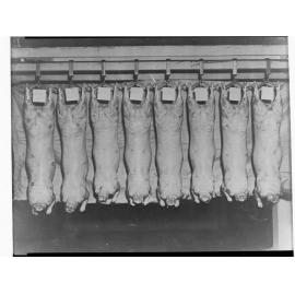 Agriculture - Copy of Sheep Carcasses