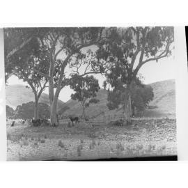 Rural scene with cows