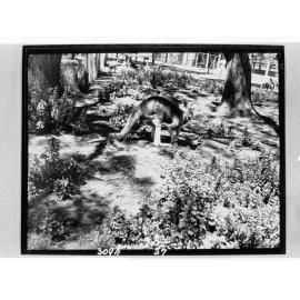 Red kangaroo at Adelaide Zoo