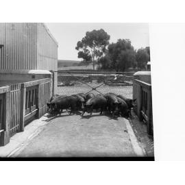 Pig Pen Showing Pigs at Turretfield