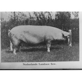 Netherlands Landrace Sow