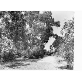 Horse and Carriage on the back road to Penwortham, Clare