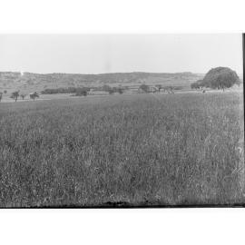 Wheat field showing farm in the distance at Mitcham