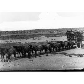 Horses Pulling Cart Filled With Logs