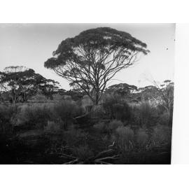 Giant Mallee Tree Elder Scientific Expedition