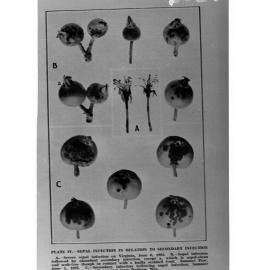 Fruit With Sepal Infection