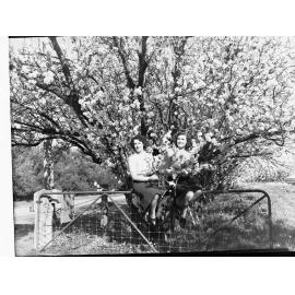Almond Blossom Trees - Two Women Sitting on a Fence