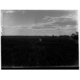 Lucerne Paddock at Berri