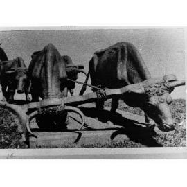 Bullocks Harnessed to a Wagon and Harvesting Mate