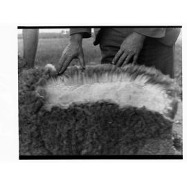 Sheep having its fleece checked