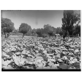 Botanical Gardens Lily Pond