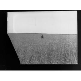 Man standing in middle of wheat crop at  Roseworthy Agricultural College