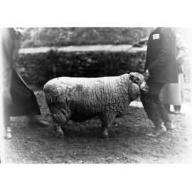 Prize Ram at Adelaide Agricultural Show