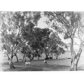 Near Mount Barker Springs, showing cows grazing