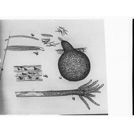 Drawings of native Australian plants - unidentified