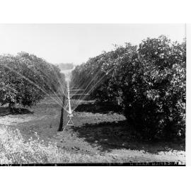 Berri Orchard - Irrigation Sprinklers