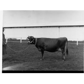 Prize cow at Adelaide Show