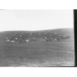 Horses in paddock at Kapunda