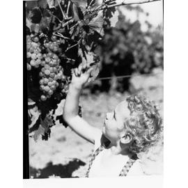 Child handling grape vines